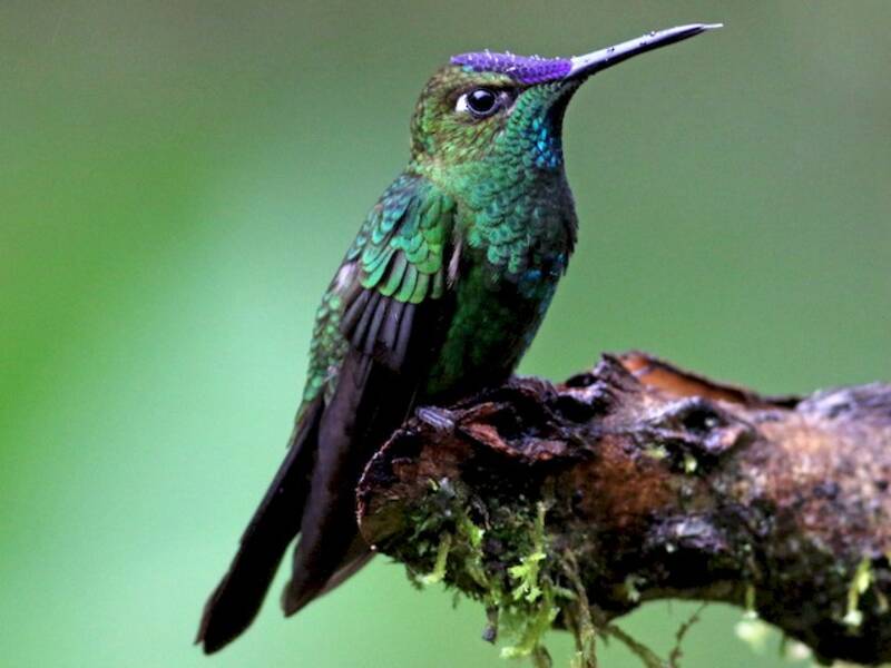 Violettstirn-Glanzkolibri, Fotos 4