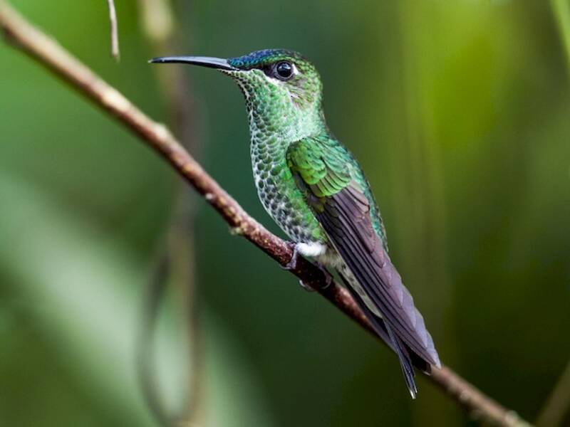 Violettstirn-Glanzkolibri, Fotos 2