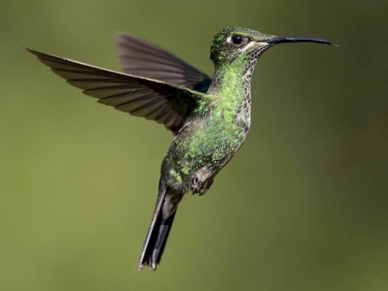 Violettstirn-Glanzkolibri, Fotos 3