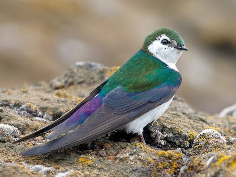 Violet-green Swallow (Tachycineta thalassina)