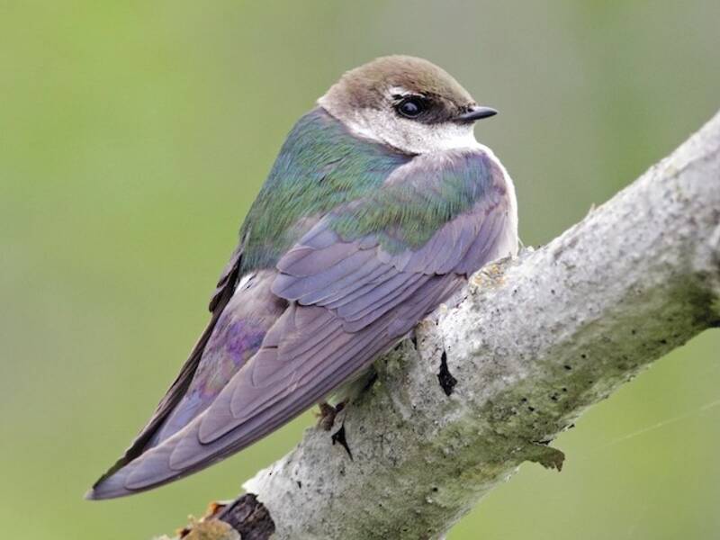 Golondrina Verdiblanca, Fotos 3