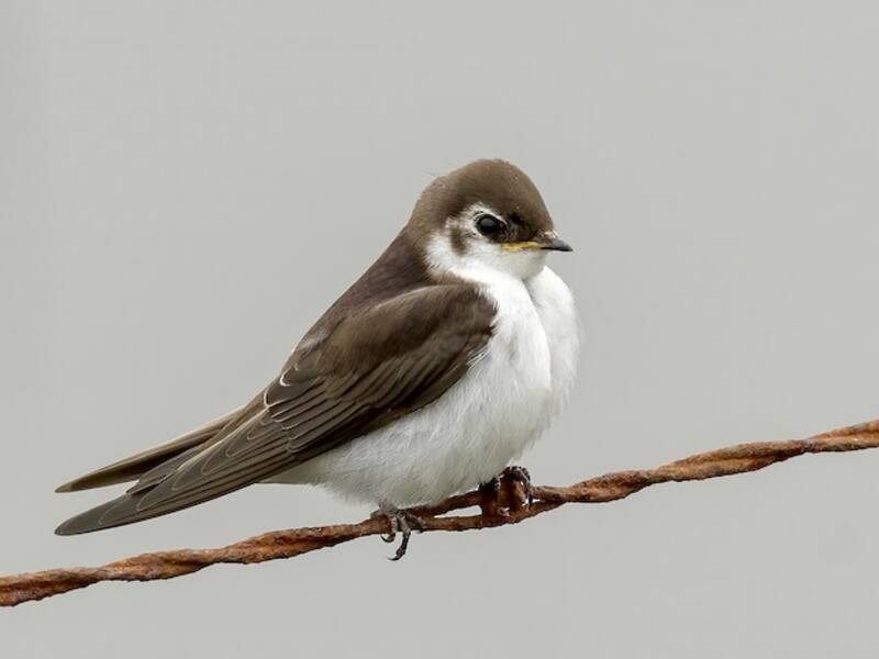 Golondrina Verdiblanca, Fotos 4