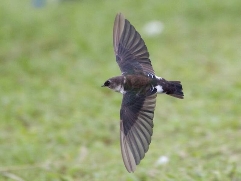 Golondrina Verdiblanca, Fotos 2