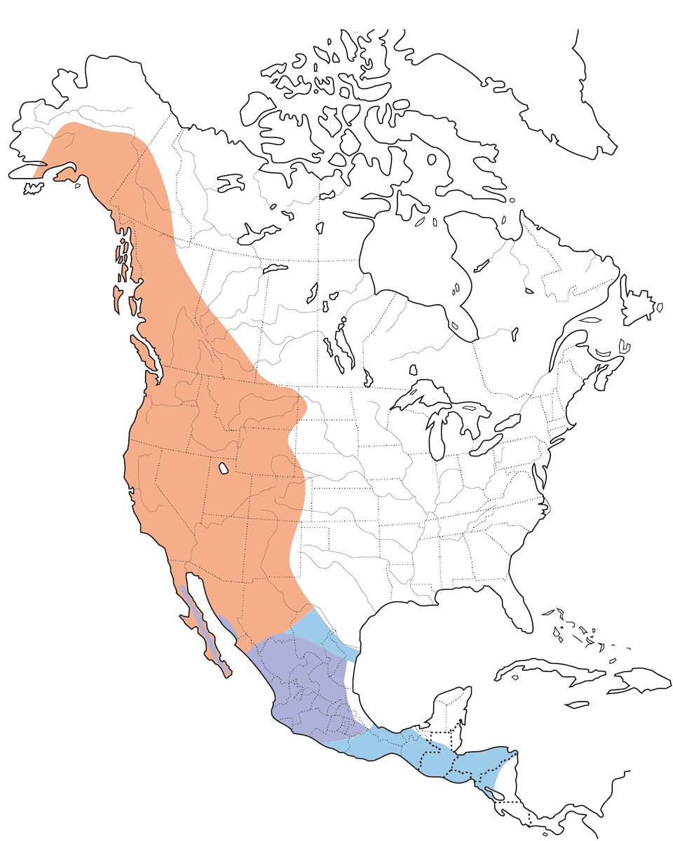 Golondrina Verdiblanca, Distribución 1