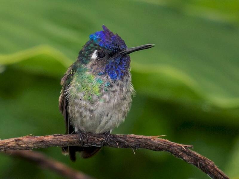 Violet-headed Hummingbird