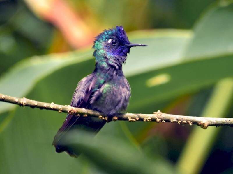 Violet-headed Hummingbird, 照片 2
