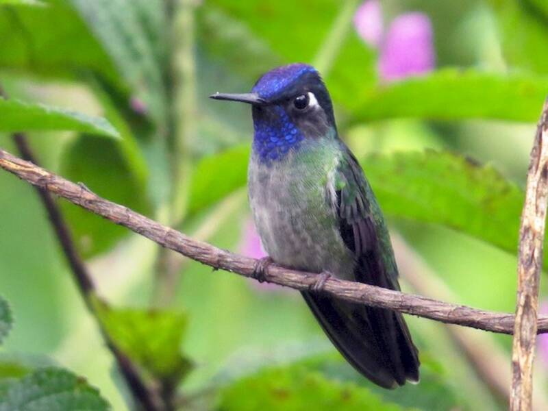 Violet-headed Hummingbird, 照片 3