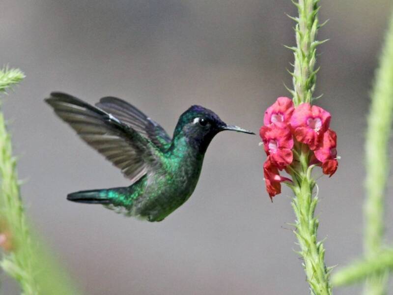 Violet-headed Hummingbird, 照片 4