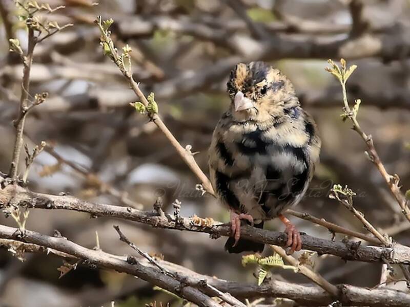 Village Indigobird, 照片 2