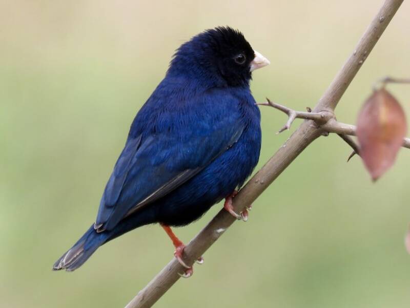 Village Indigobird, 照片 3