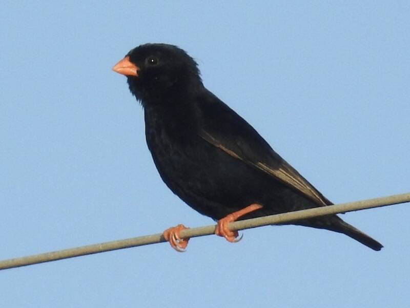 Village Indigobird, 照片 4