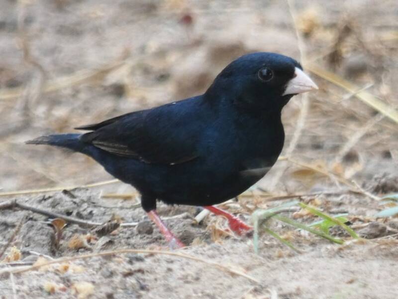 Village Indigobird