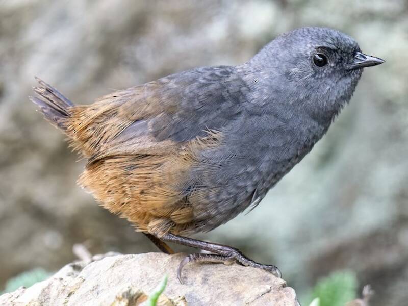 Vilcabamba Tapaculo, Photos 4