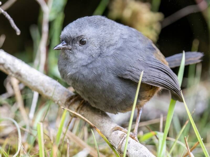 Vilcabamba Tapaculo, Photos 2