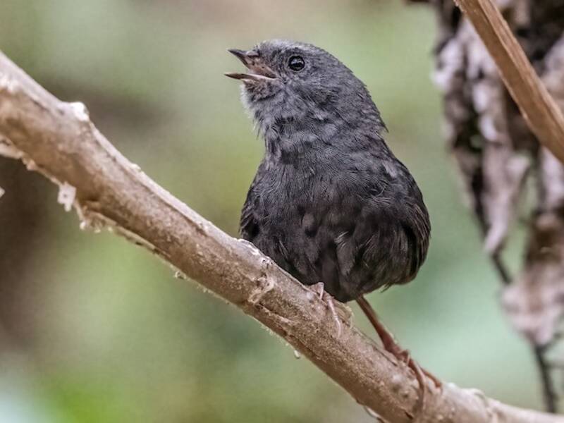 Vilcabamba Tapaculo, Photos 3