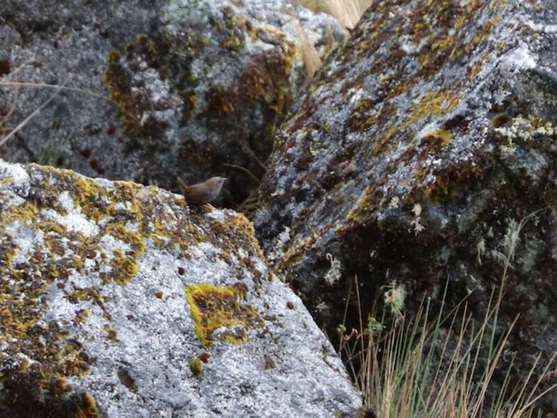 Vilcabamba Tapaculo