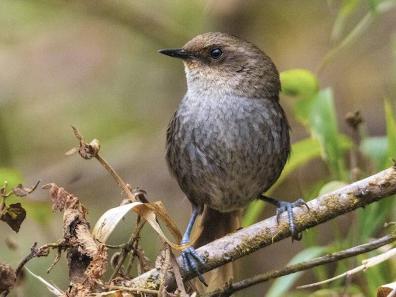 Codaspinosa di Vilcabamba, Foto 3