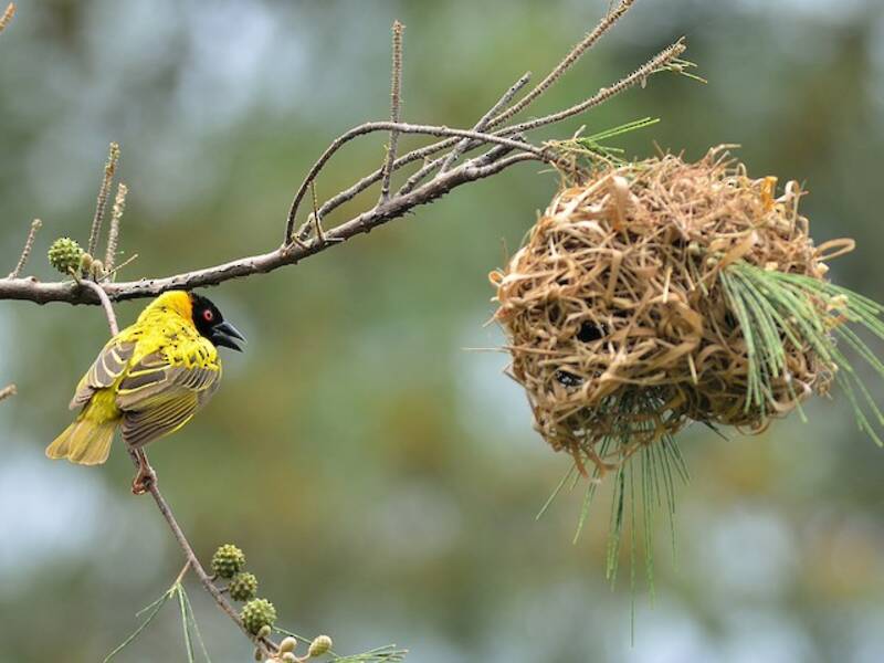 Village Weaver (Ploceus cucullatus)