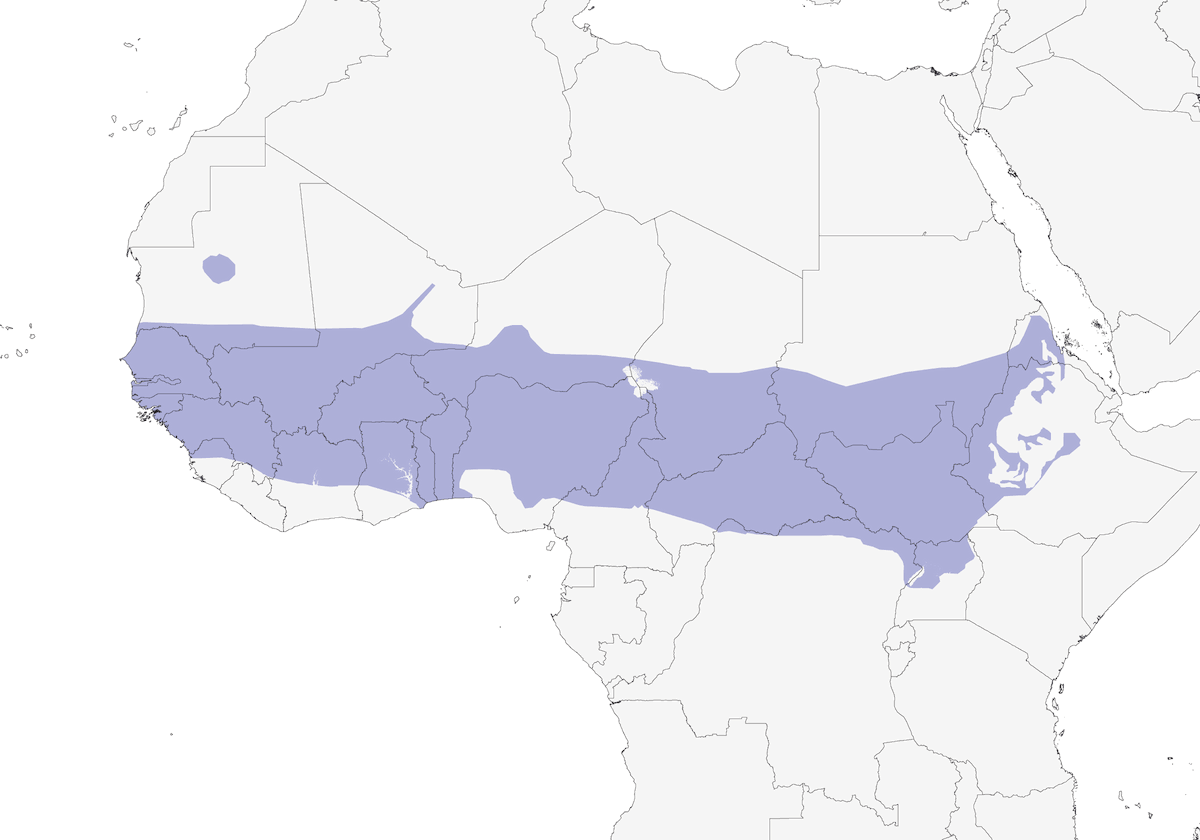 Tórtola Vinosa, Distribución 1