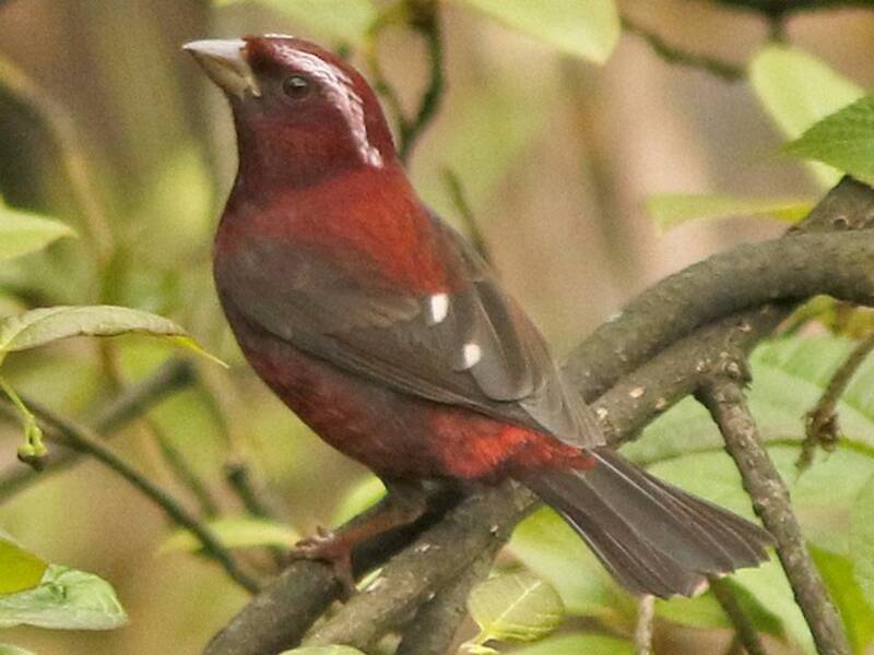 Vinaceous Rosefinch, Photos 4