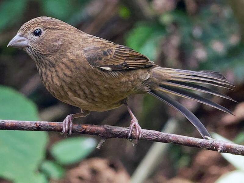 Vinaceous Rosefinch, Photos 3