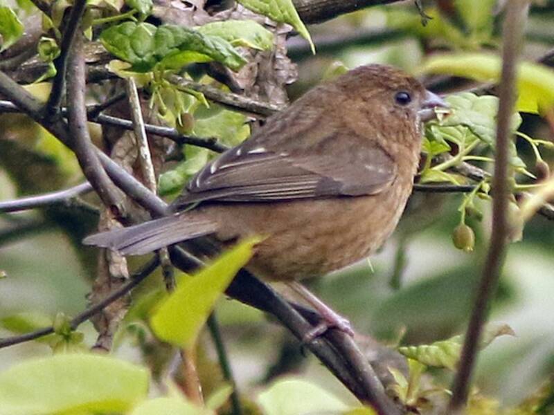 Vinaceous Rosefinch, Photos 2
