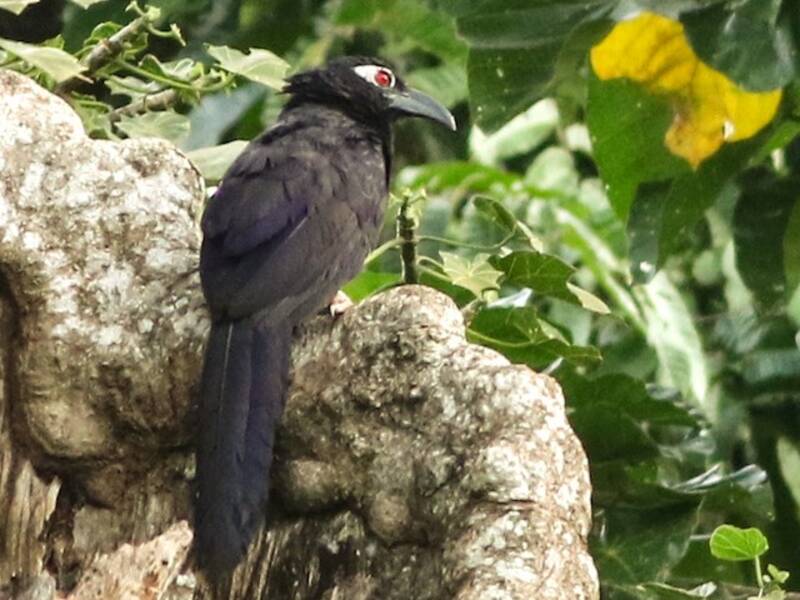 Cucal violaceo, Foto 2