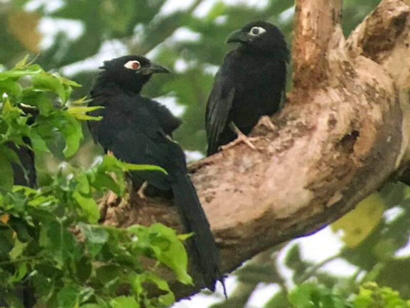 Cucal violaceo, Foto 4