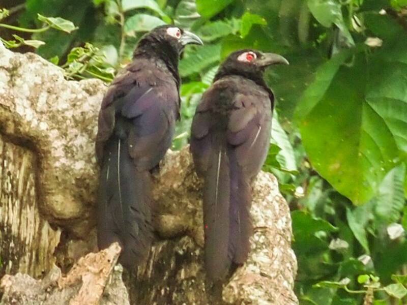 Cucal violaceo, Foto 3
