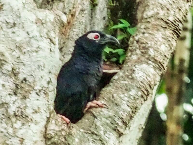 Cucal violaceo