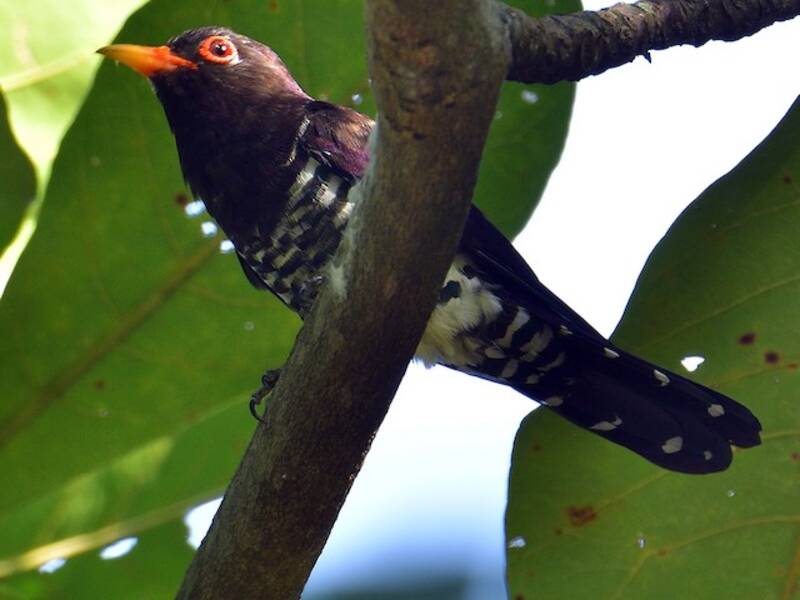 Violet Cuckoo, 照片 3