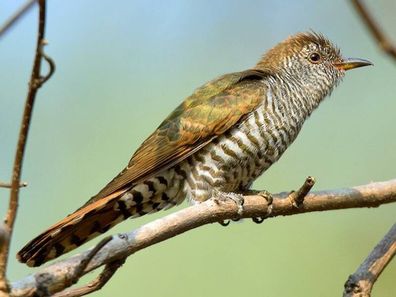 Violet Cuckoo, 照片 4