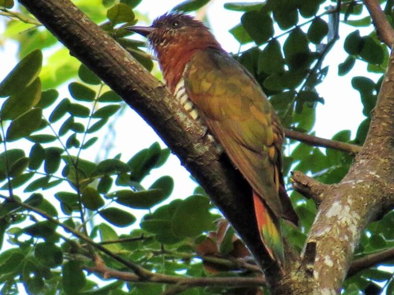 Violet Cuckoo, 照片 2