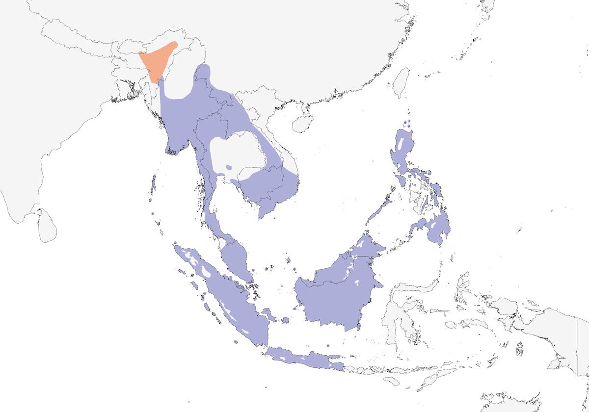 Violet Cuckoo, 分布 1