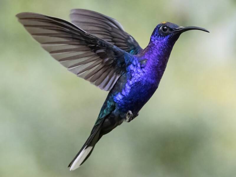 Campyloptère violet