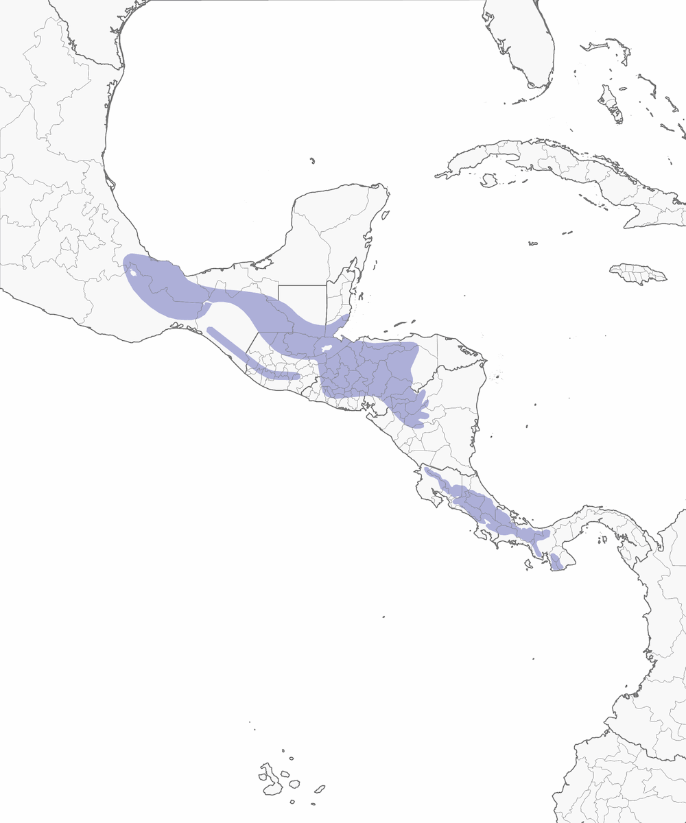 Campiloptero violetto, Distribuzione 1