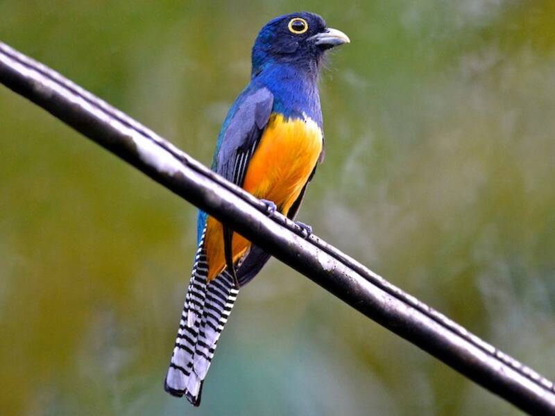 Trogon de la Guyane, Photos 3