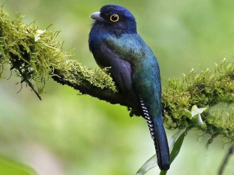 Trogon de la Guyane, Photos 2