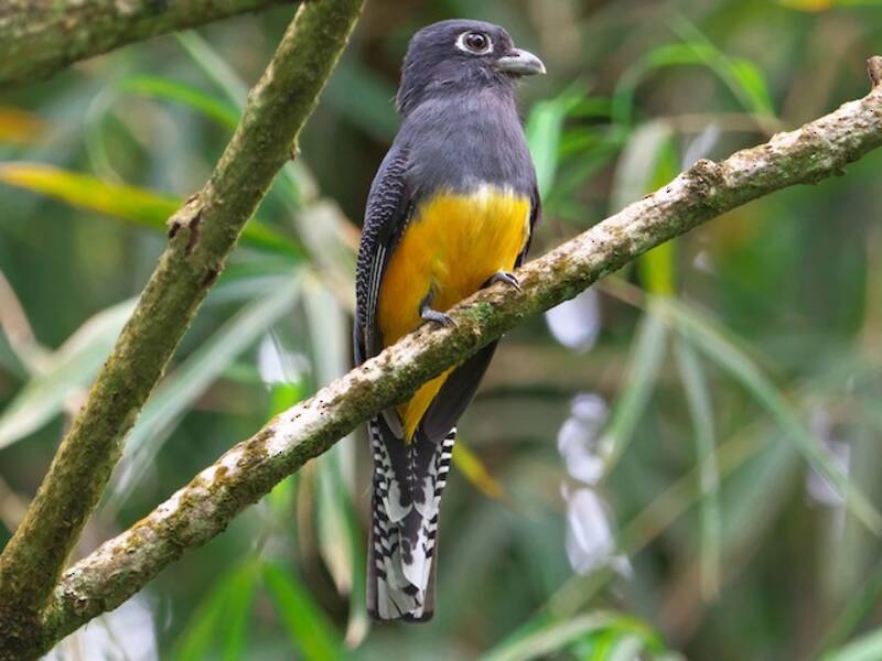 Trogon de la Guyane