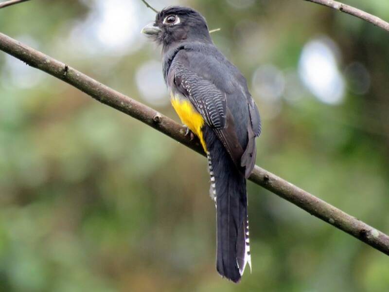 Trogon de la Guyane, Photos 4
