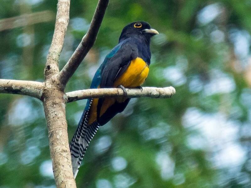 Amazonian Trogon, 照片 4