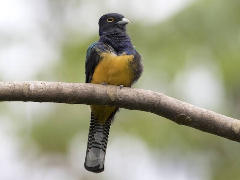 Amazonian Trogon, 照片 3