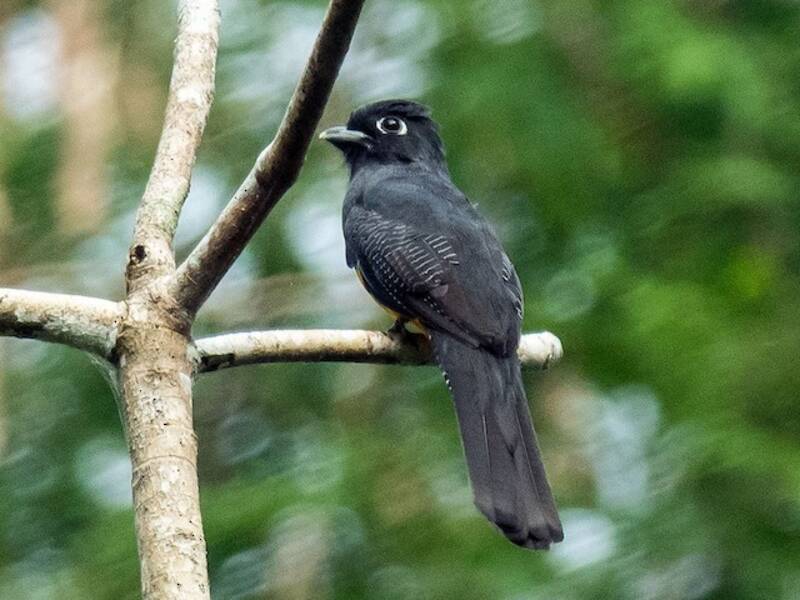 Amazonian Trogon