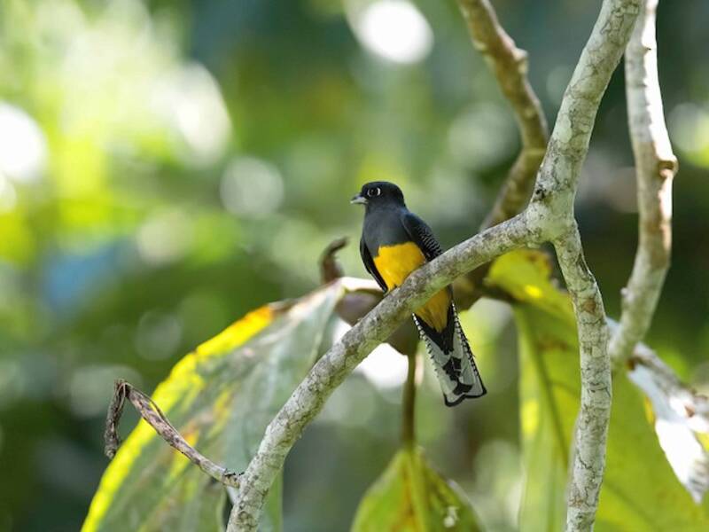 Amazonian Trogon, 照片 2