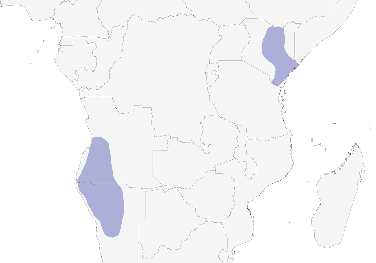 Upupa boschereccia viola, Distribuzione 1