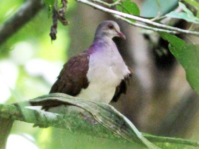 Tortora quaglia violacea, Foto 4