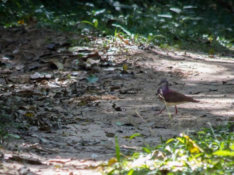 Tortora quaglia violacea, Foto 2