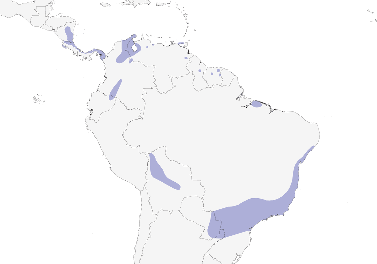 Tortora quaglia violacea, Distribuzione 1
