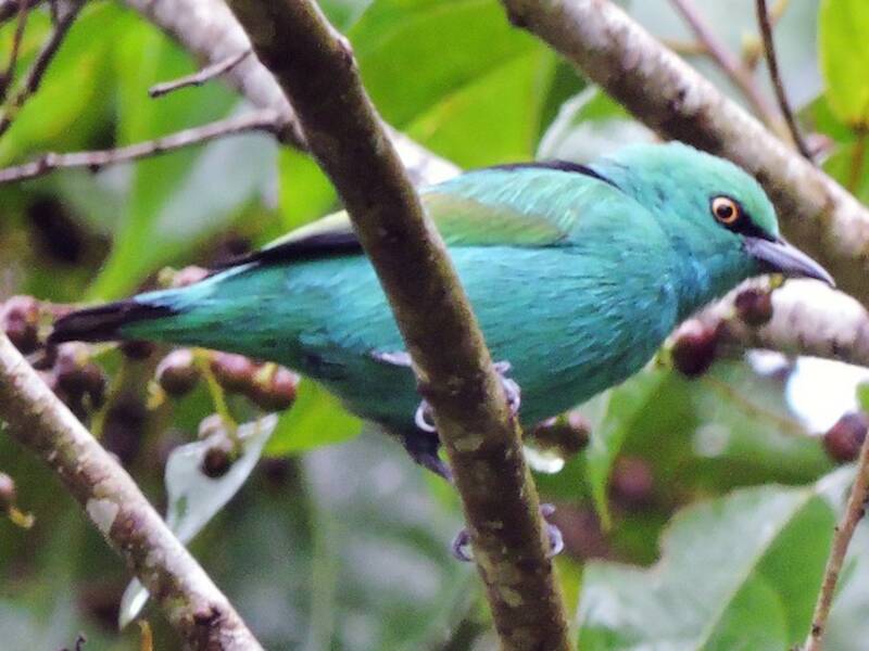 Dacnis vert-bleu, Photos 2
