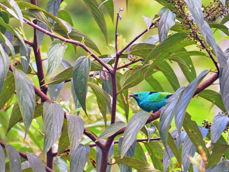 Dacnis vert-bleu